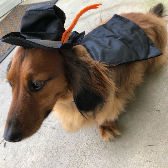 Dog | Zorro Dog Costume | Poshmark